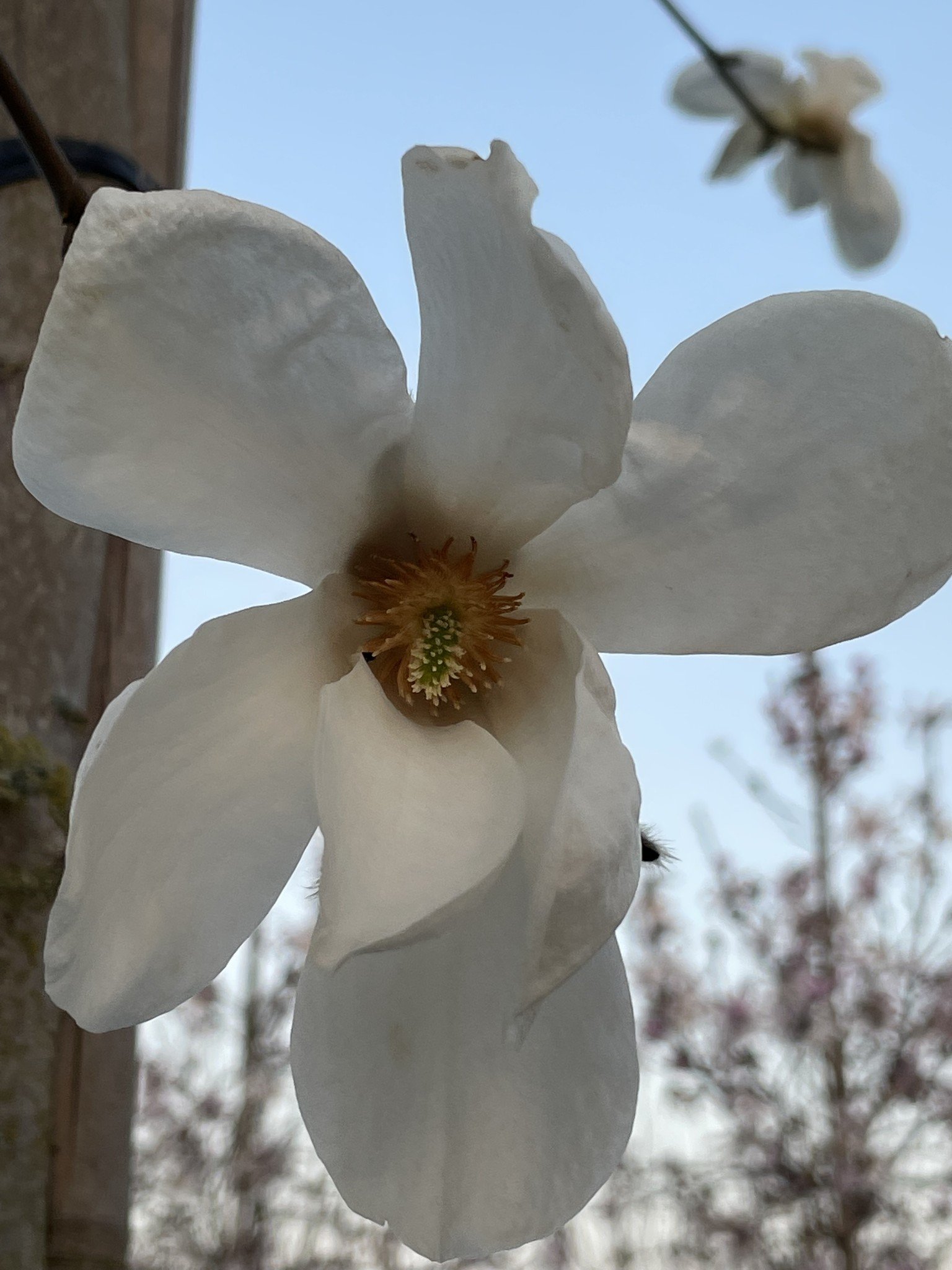 Mehrstämmige Kobushi Magnolie | Magnolia kobus von Venovi GmbH