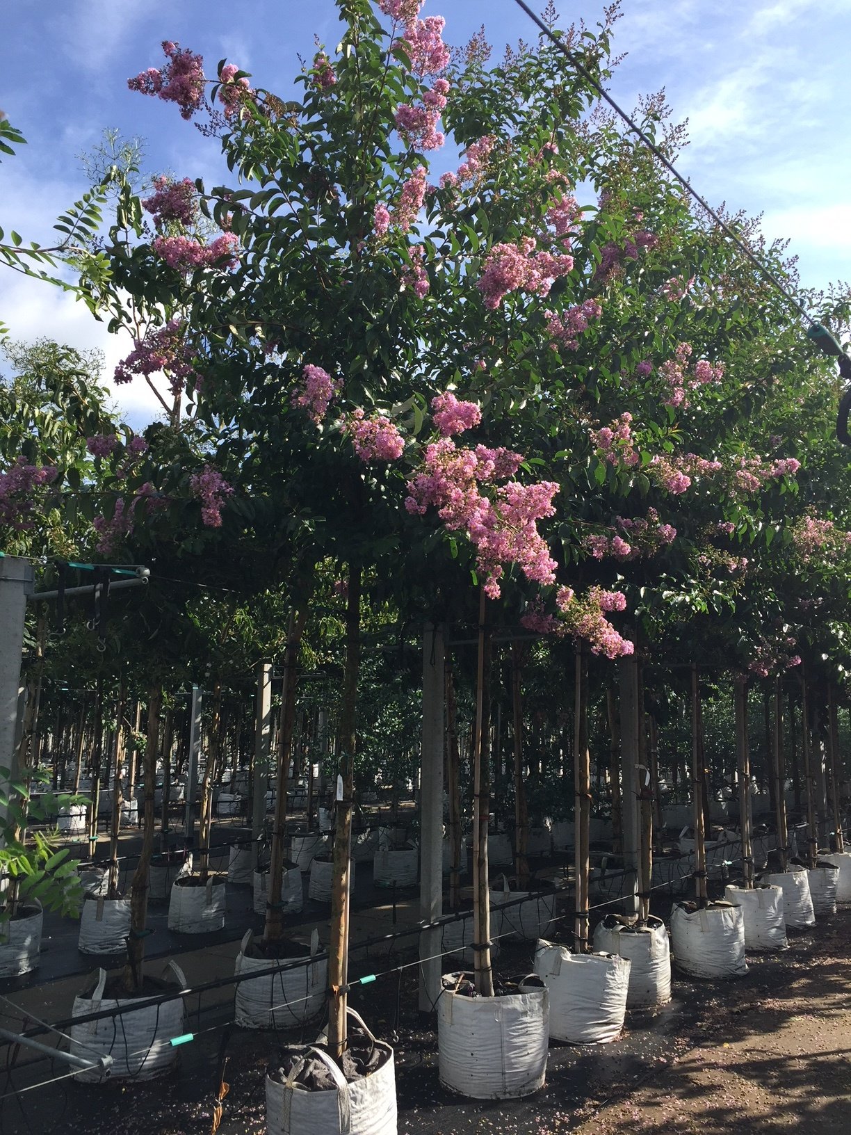 Kreppmyrte - Kräuselmyrte 'Muskogee' | Lagerstroemia indica 'Muskogee' von Venovi GmbH