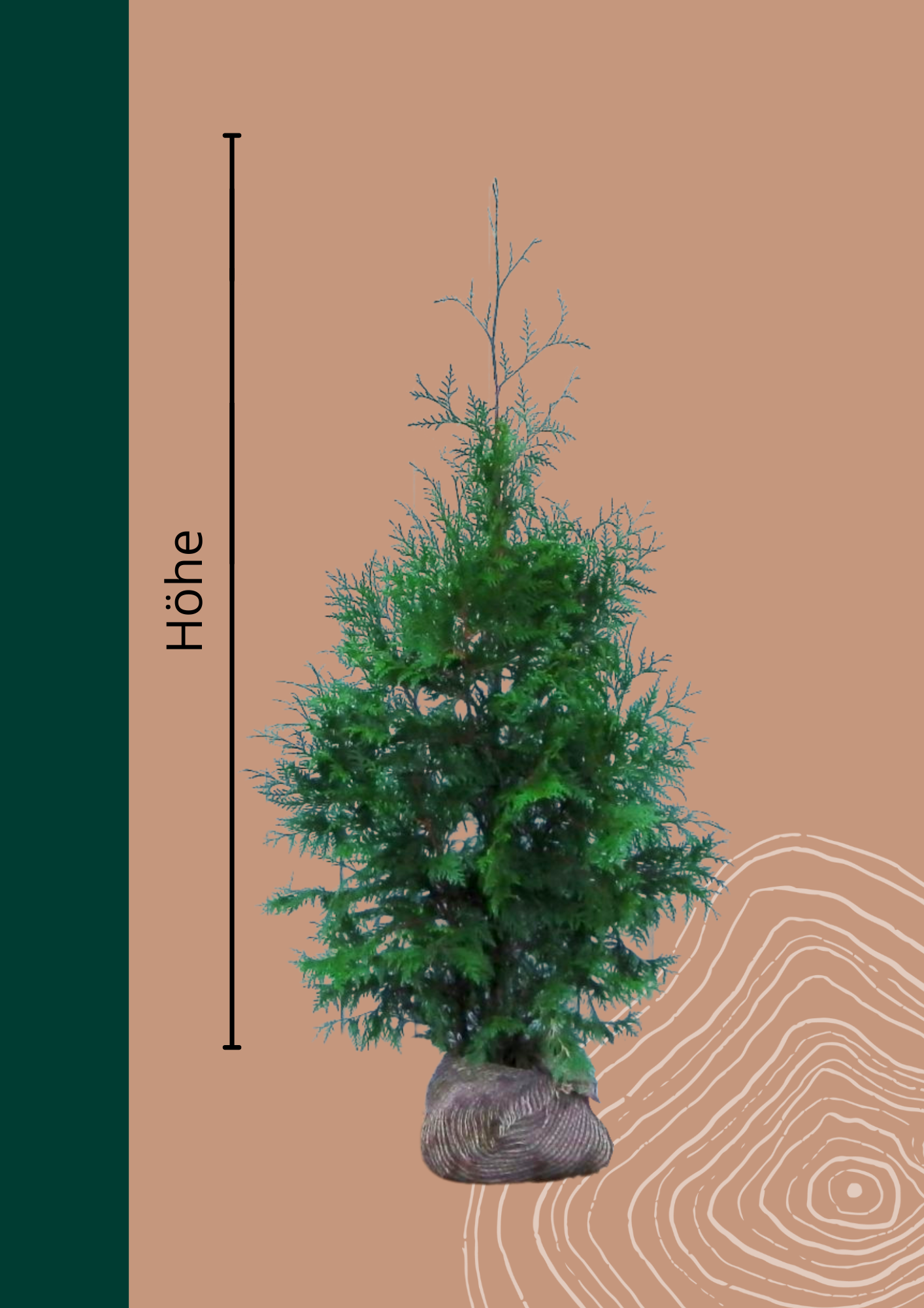 Lebensbaum 'Atrovirens' | Thuja plicata 'Atrovirens' von Venovi GmbH