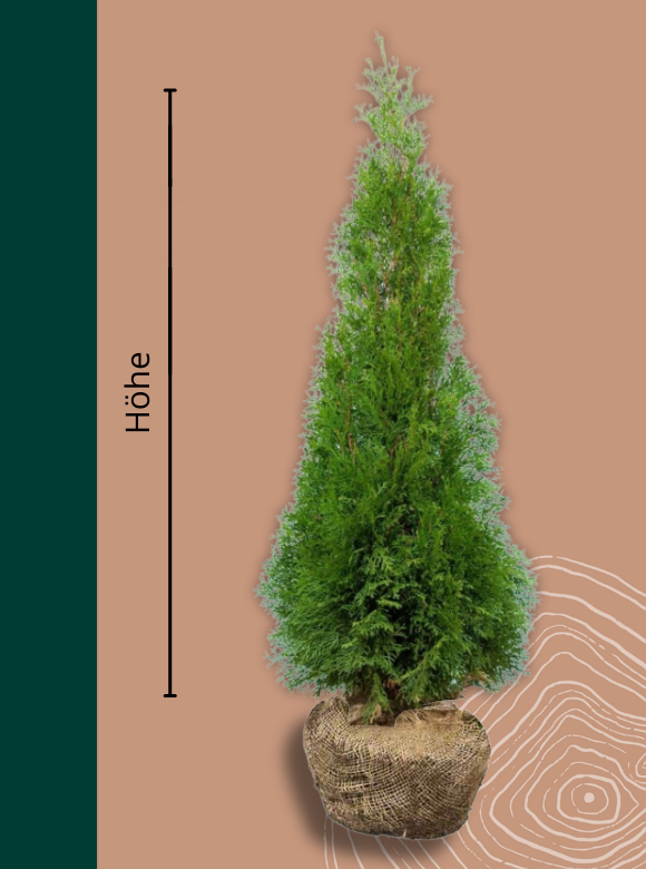 Lebensbaum 'Smaragd' | Thuja occidentalis 'Smaragd' von Venovi GmbH