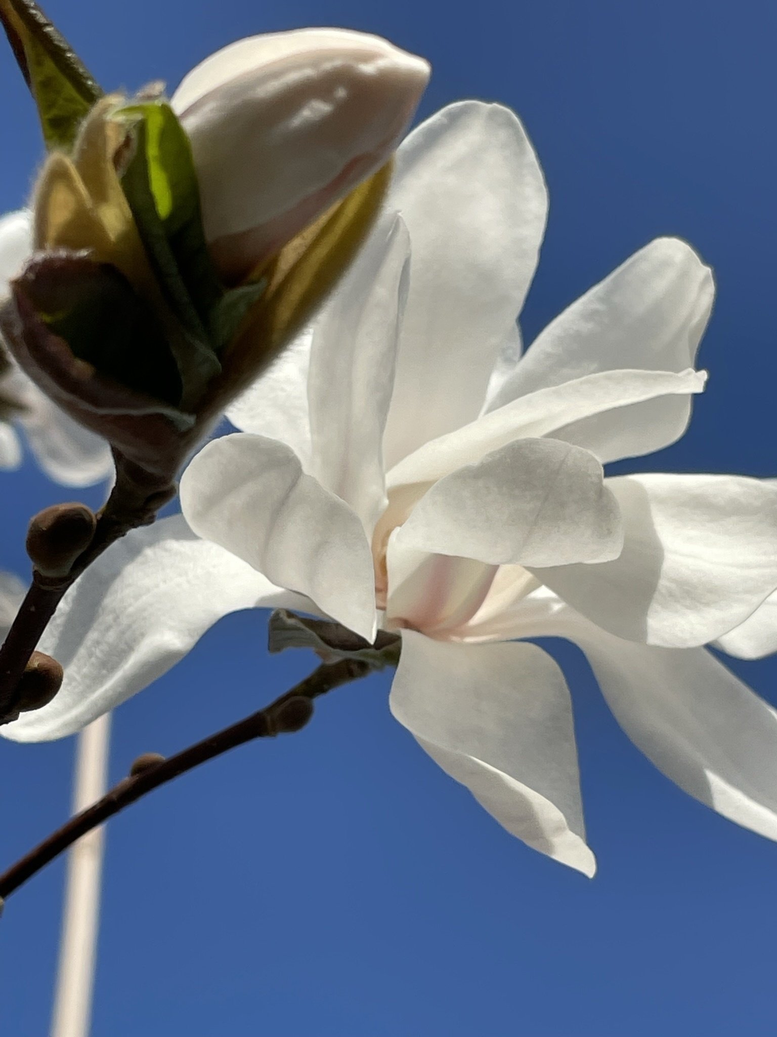 Magnolie 'Merrill' | Magnolia loebneri 'Merrill' von Venovi GmbH