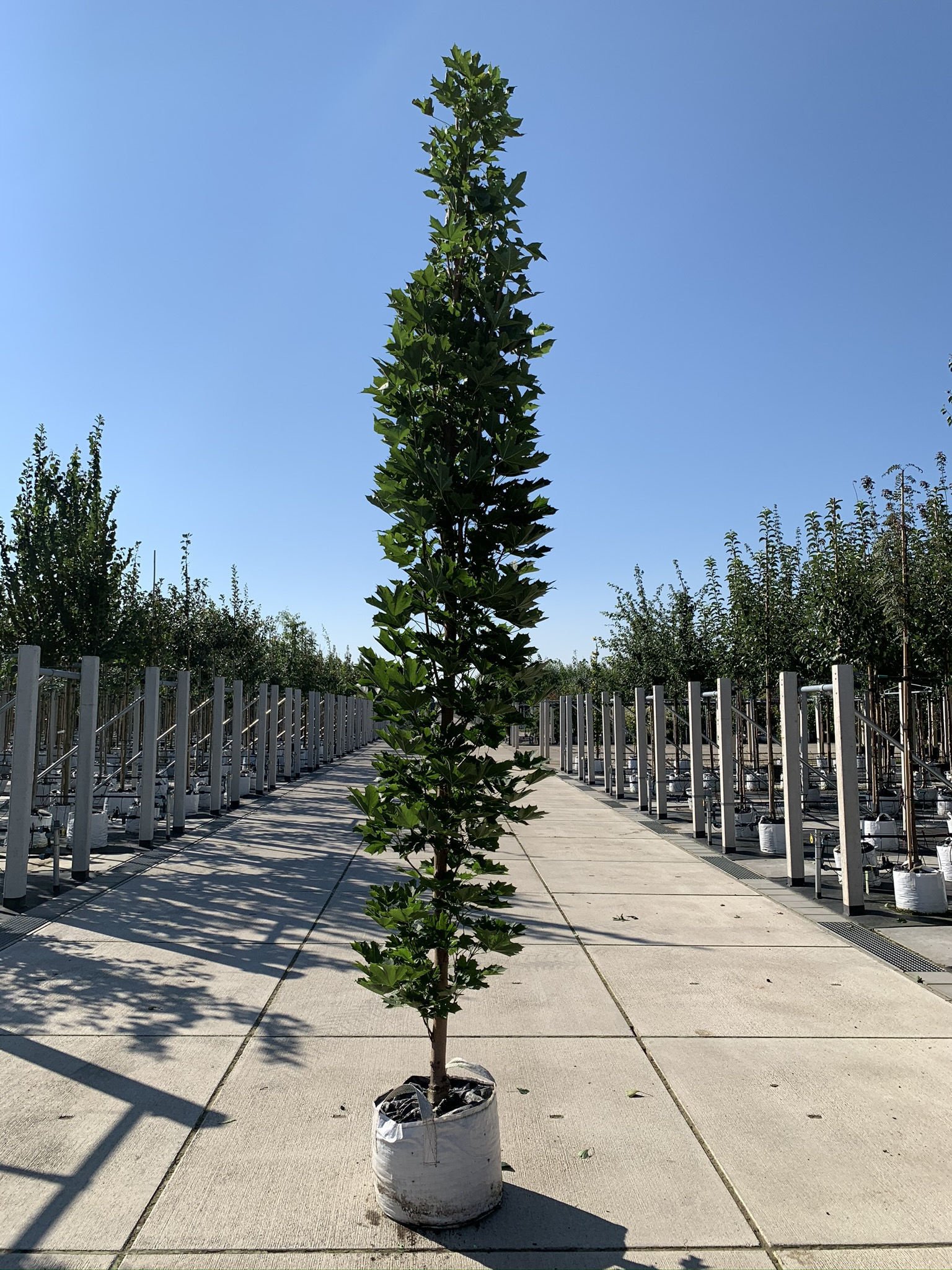 Mauritz-Spitzahorn 'Mauritz Upright'® | Acer platanoides 'Mauritz Upright' ® - Stammbusch von Venovi GmbH