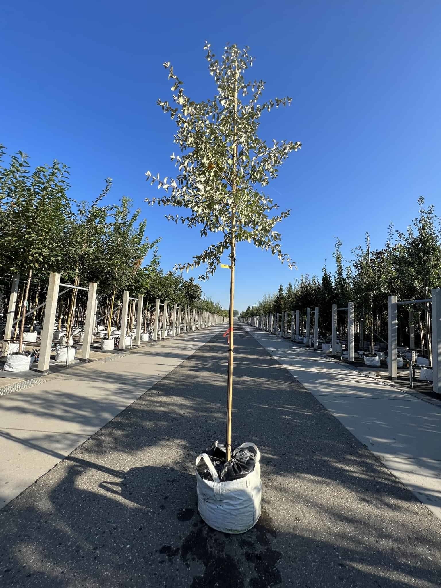 Ölweide baum | Elaeagnus angustifolia 'Quicksilver' von Venovi GmbH