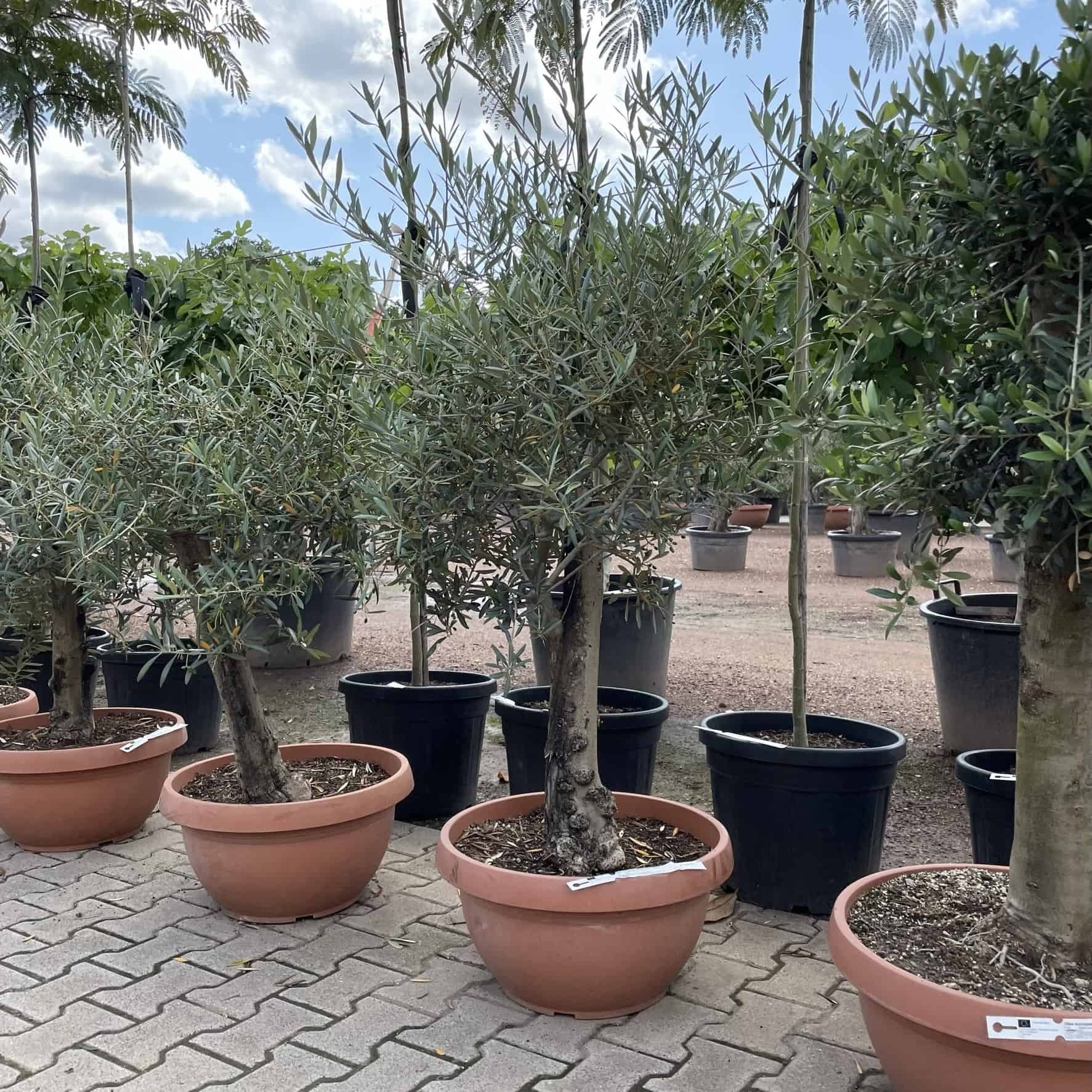 Olivenbaum 60-80 cm Dekoschale | Olea europaea von Venovi GmbH