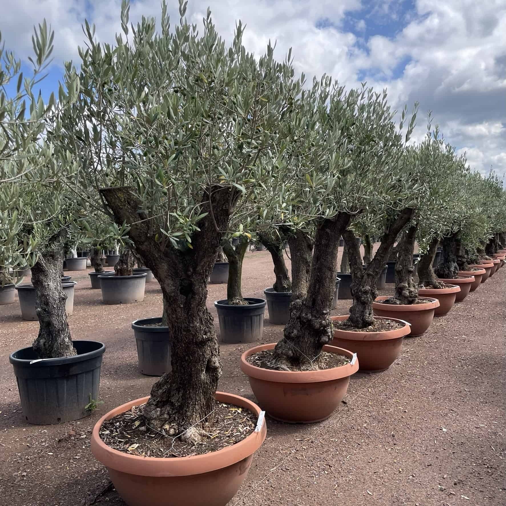 Olivenbaum 80-100 cm Dekoschale | Olea europaea von Venovi GmbH