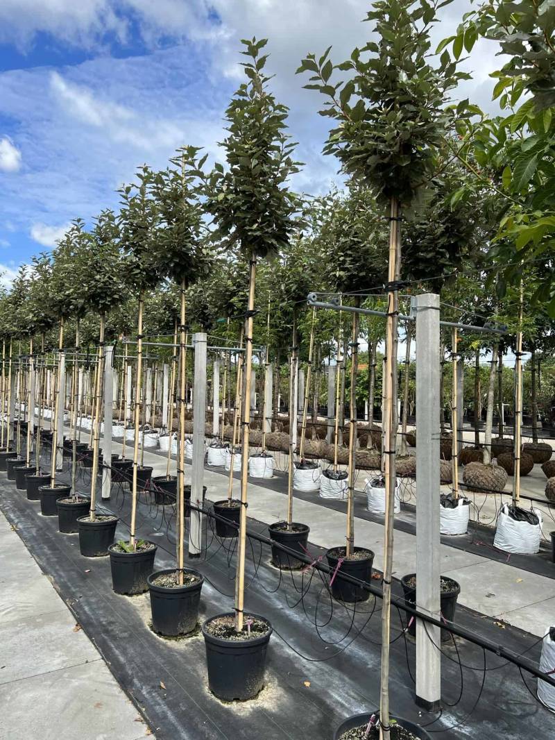 Ölweide hochstamm | Elaeagnus ebbingei 'Compacta' von Venovi GmbH