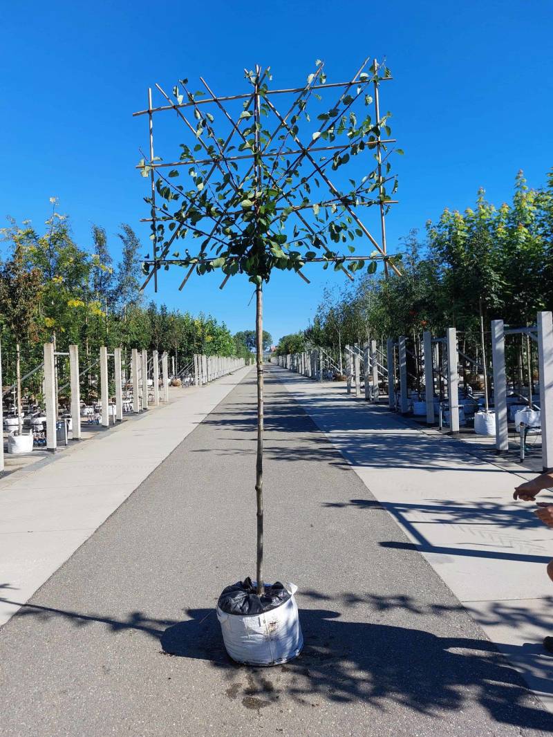Pflaumenbaum Opal als Spalier | Prunus domestica ‘Opal' von Venovi GmbH