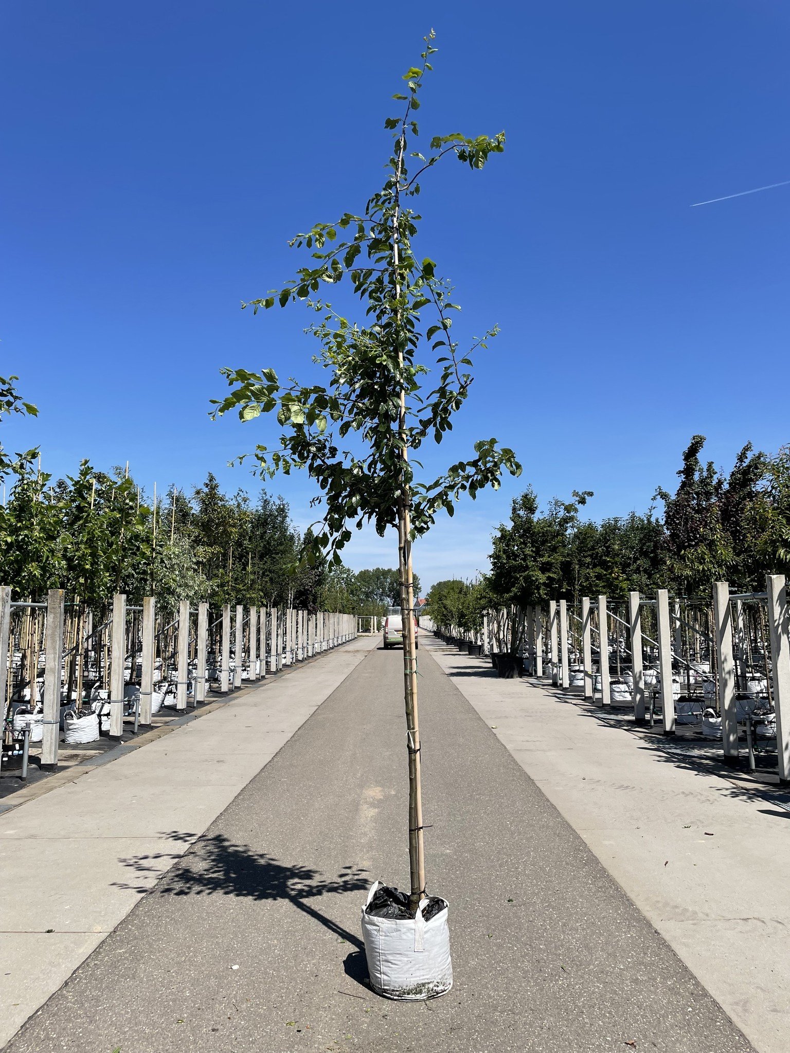 Pflaumenbaum 'Victoria' | Prunus domestica ‘Victoria’ von Venovi GmbH