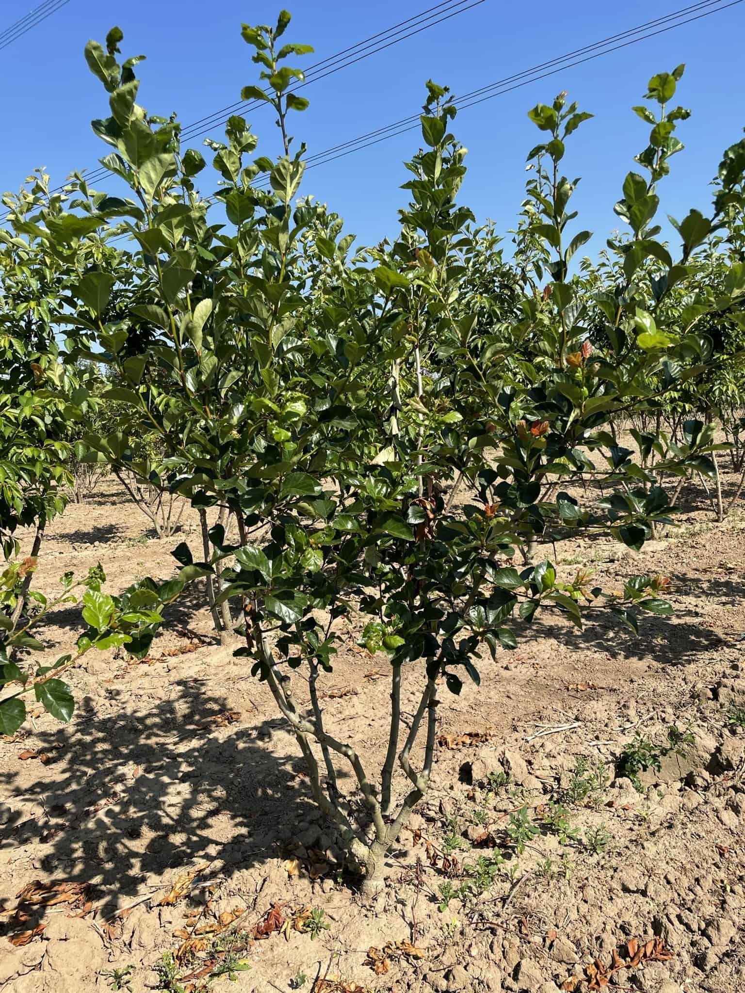 Pflaumenblättriger Weißdorn 'Splendens' - Mehrstämmig | Crataegus prunifolia 'Splendens' von Venovi GmbH