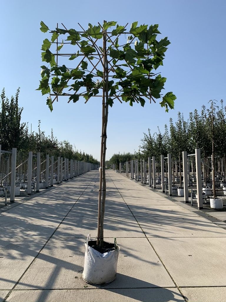 Platane - Spalierbaum | Platanus hispanica - Spalierbaum von Venovi GmbH