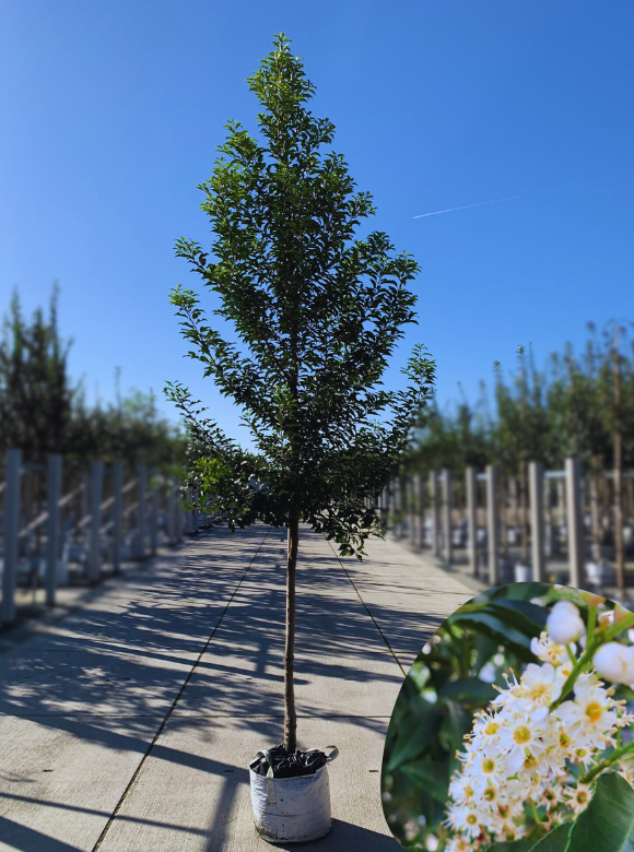 Portugiesische Lorbeerkirsche Baum 'Brenelia' | Prunus lusitanica 'Brenelia' von Venovi GmbH