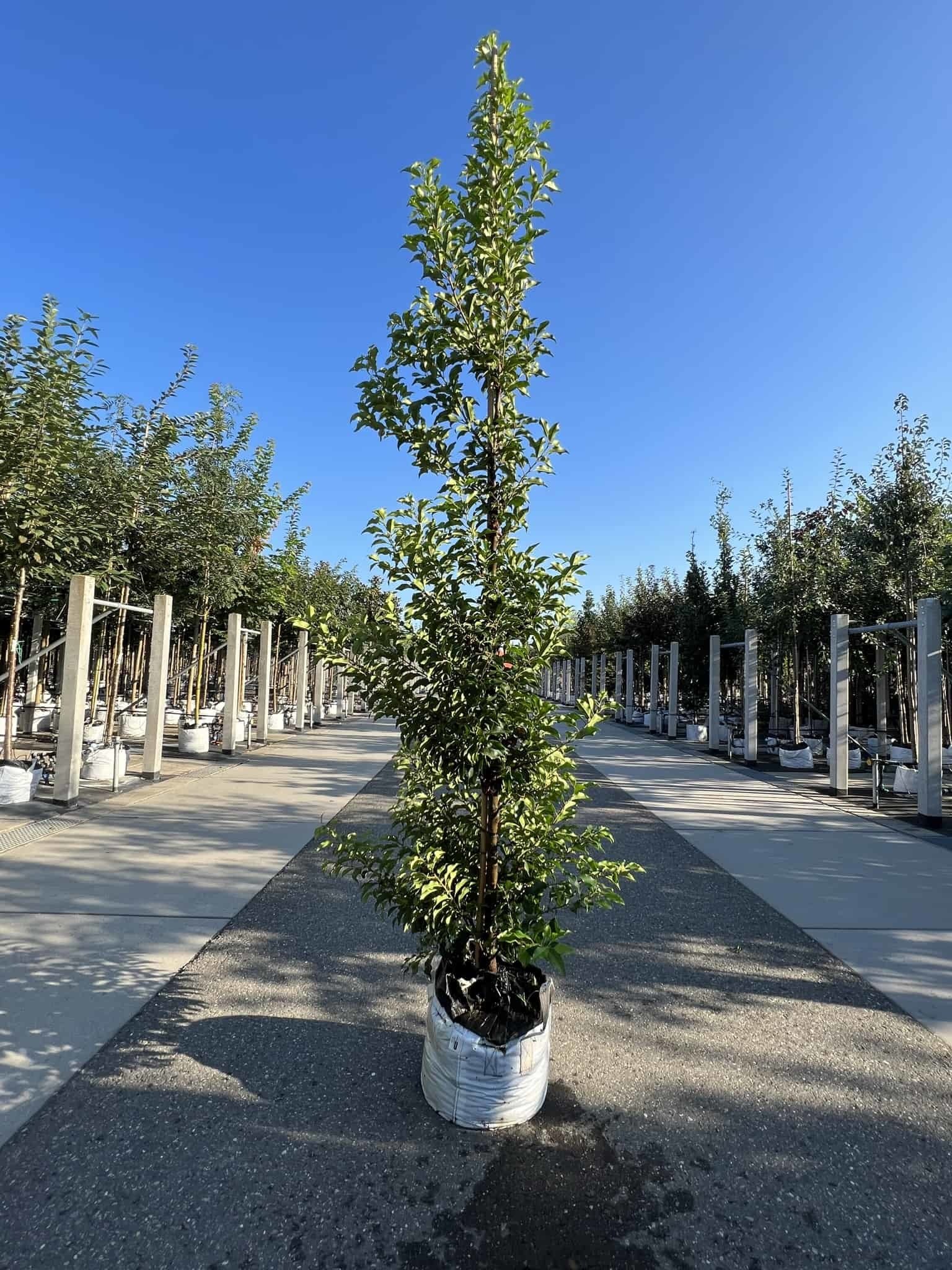 Portugiesische Lorbeerkirsche 'Brenelia' - Stammbusch | Prunus lusitanica 'Brenelia' von Venovi GmbH