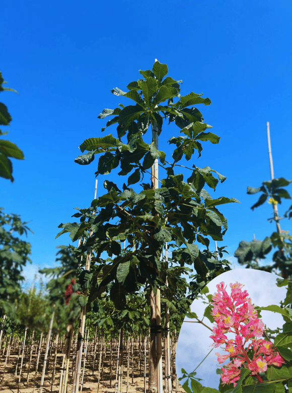 Rotblühende Edelkastanie - Rosskastanie 'Briotii' | Aesculus carnea 'Briotii' von Venovi GmbH