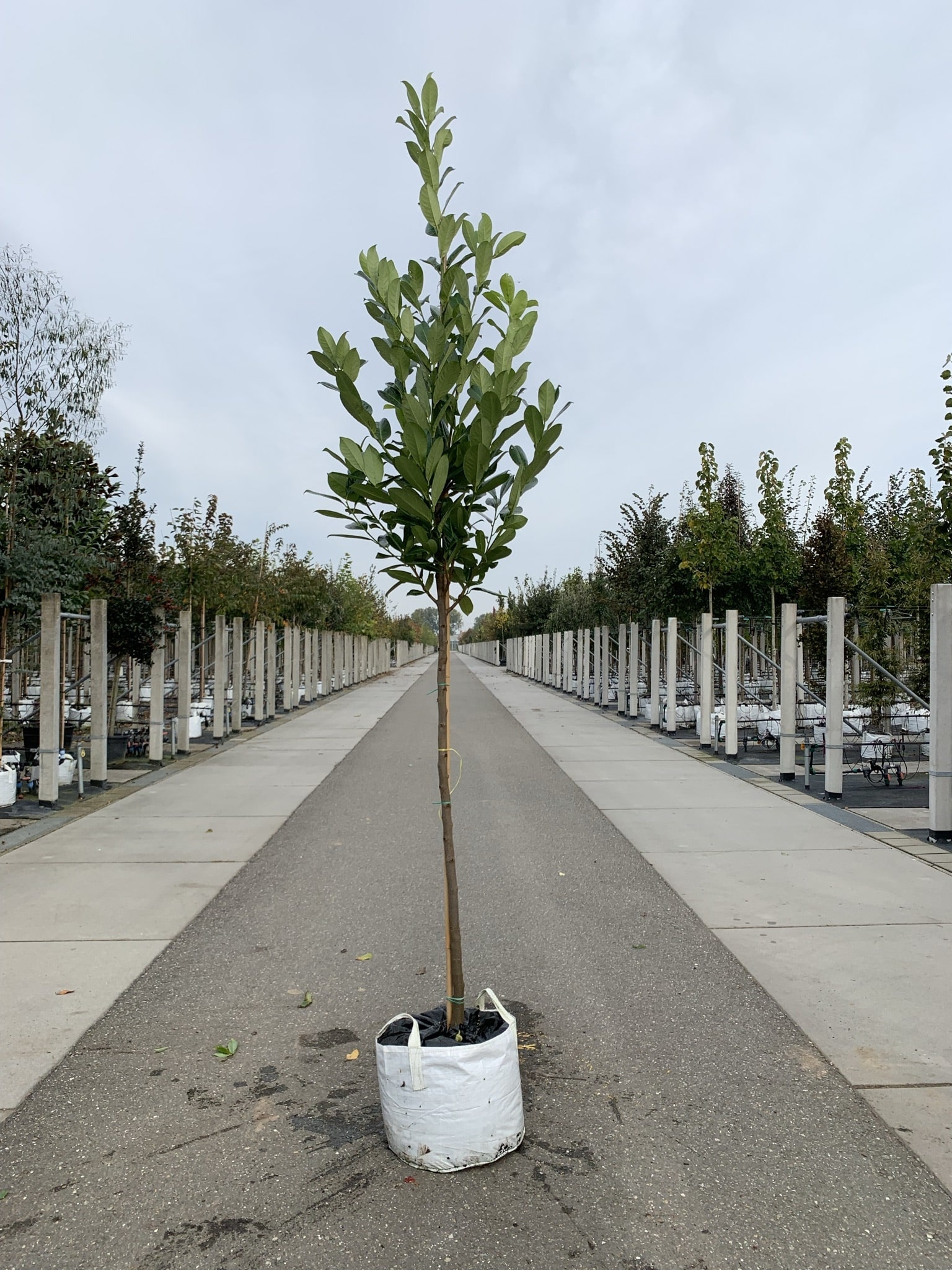 Rundblättriger Kirschlorbeer Baum 'Rotundifolia' | Prunus laurocerasus 'Rotundifolia' von Venovi GmbH