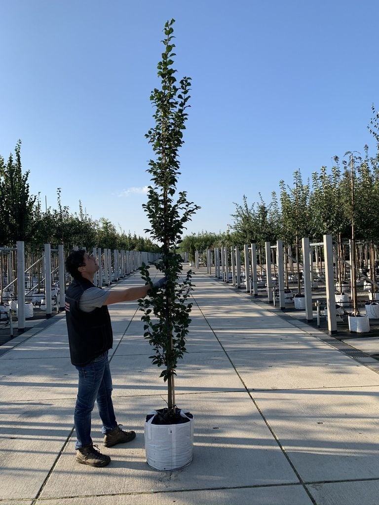 Säulen-Hainbuche 'Lucas' - Stammbusch | Carpinus betulus 'Lucas' von Venovi GmbH