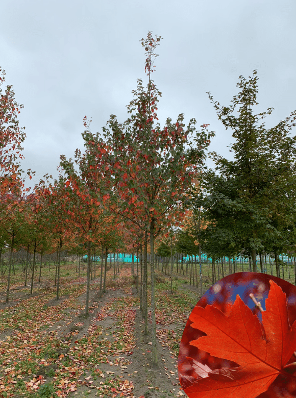 Freeman-Ahorn | Acer freemanii 'Armstrong' von Venovi GmbH