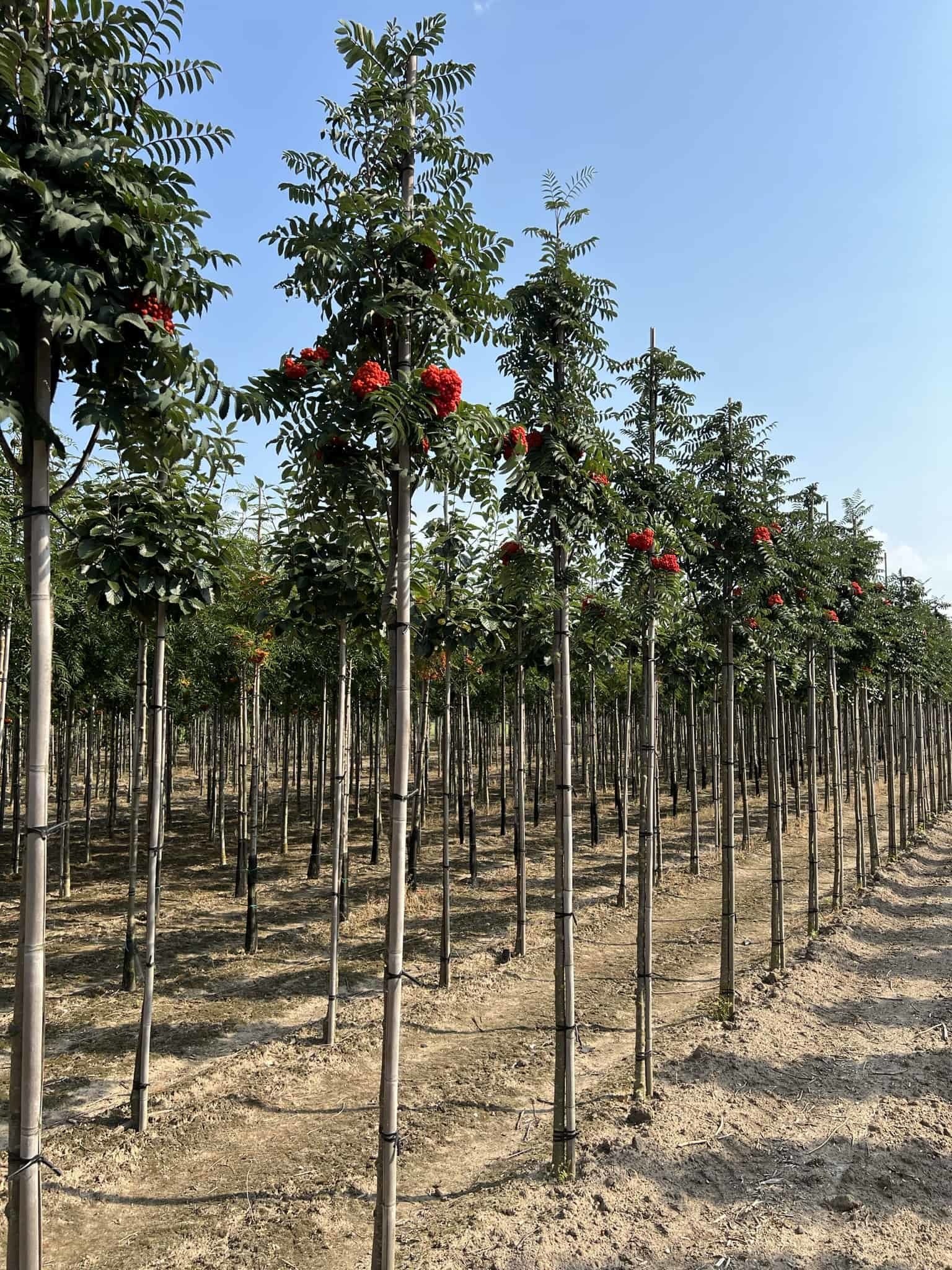 Säulen-Vogelbeere - Säulen-Eberesche 'Fastigiata' | Sorbus aucuparia 'Fastigiata' von Venovi GmbH