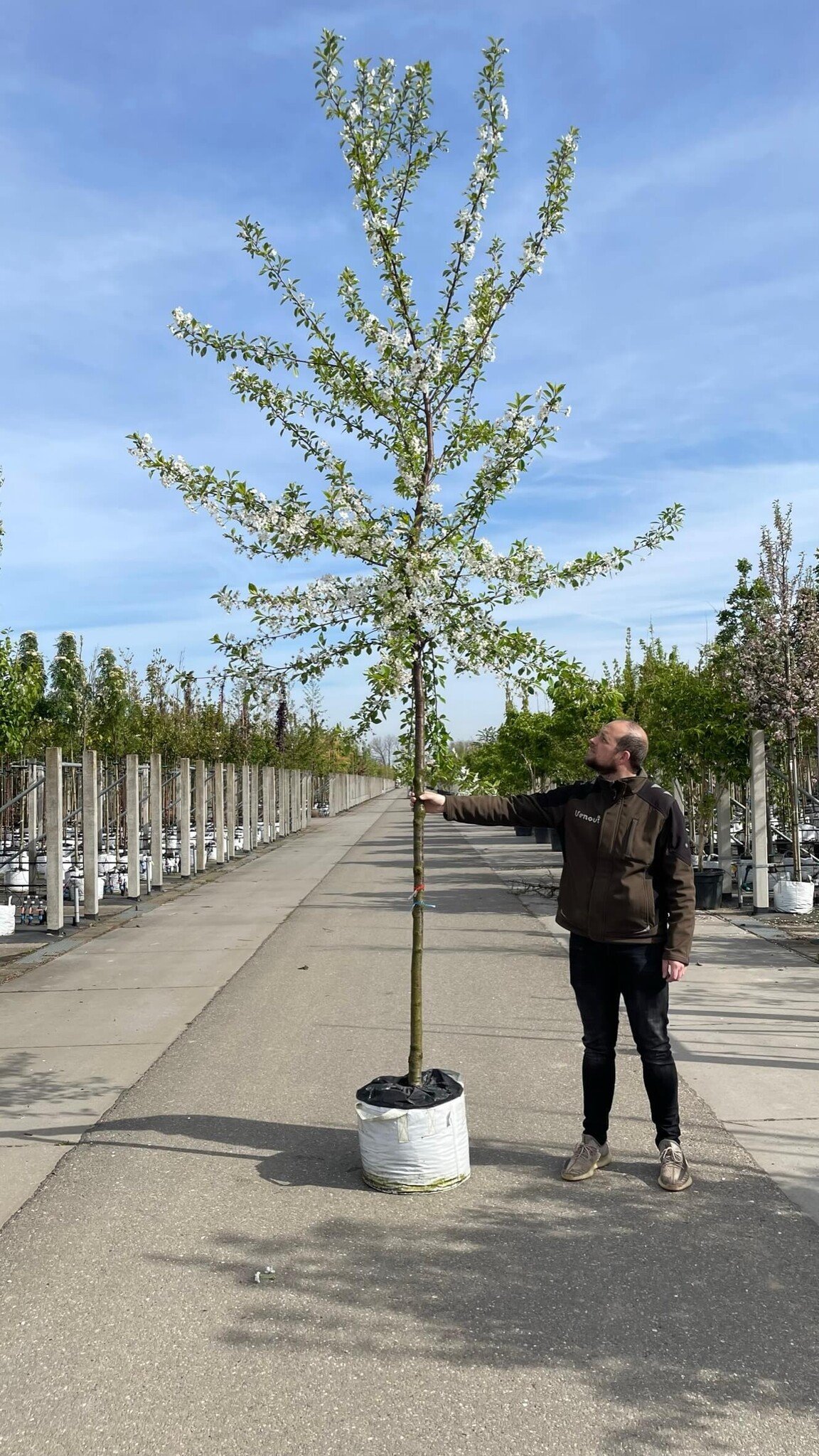 Sauerkirsche 'Morel' | Prunus cerasus 'Morel' von Venovi GmbH