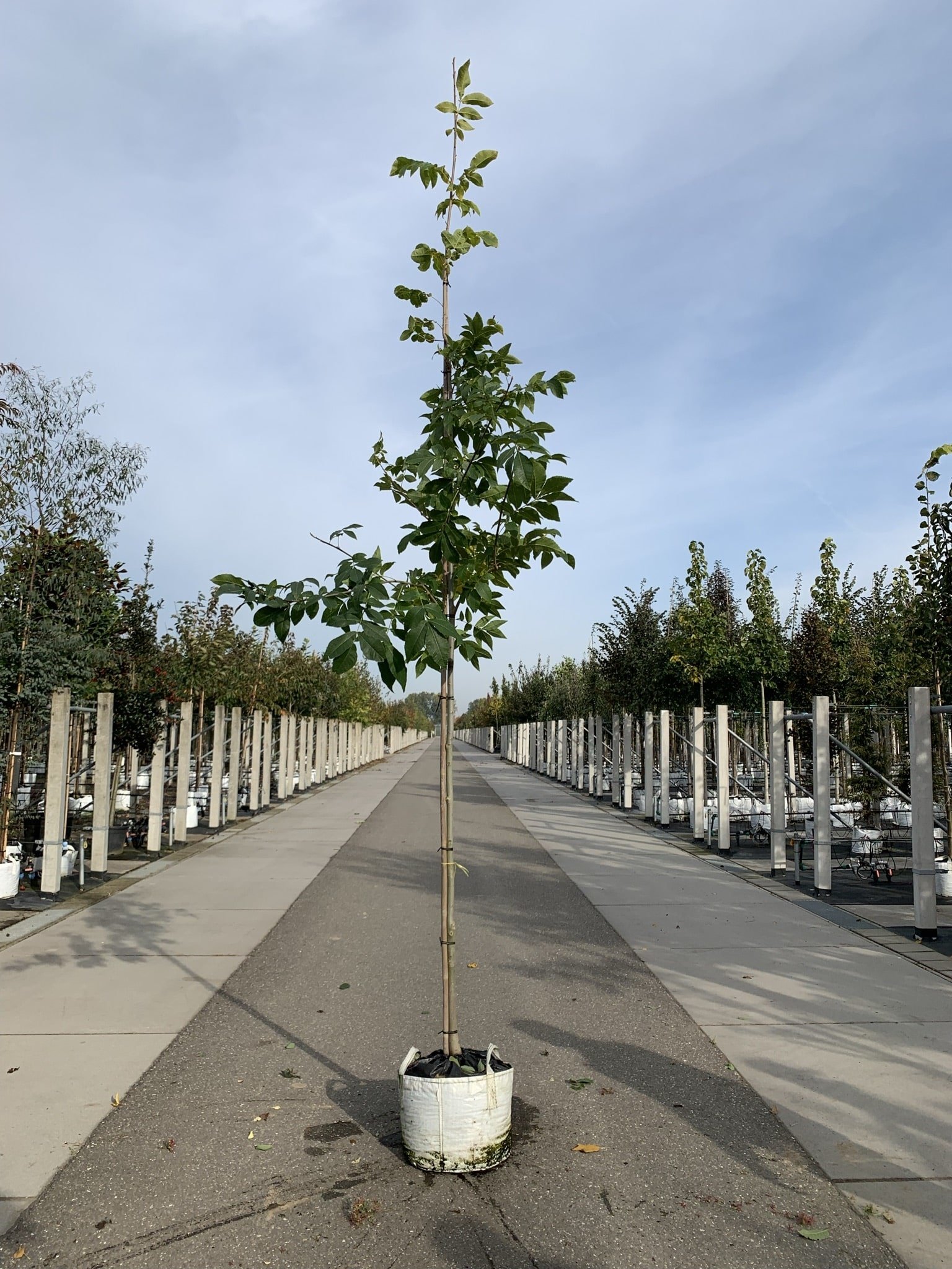 Schindelborkige Hickorynuss | Carya ovata von Venovi GmbH