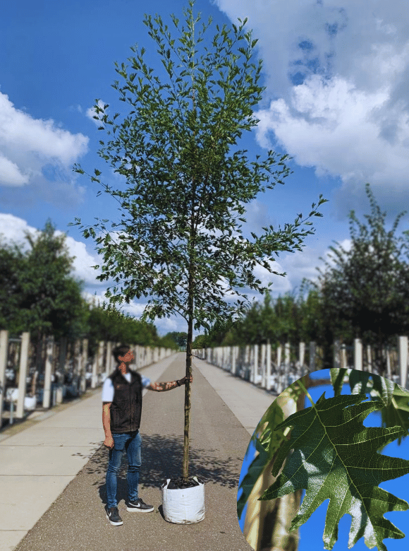 Schlitzblättrige Schwarz-Erle 'Laciniata' | Alnus glutinosa 'Laciniata' von Venovi GmbH