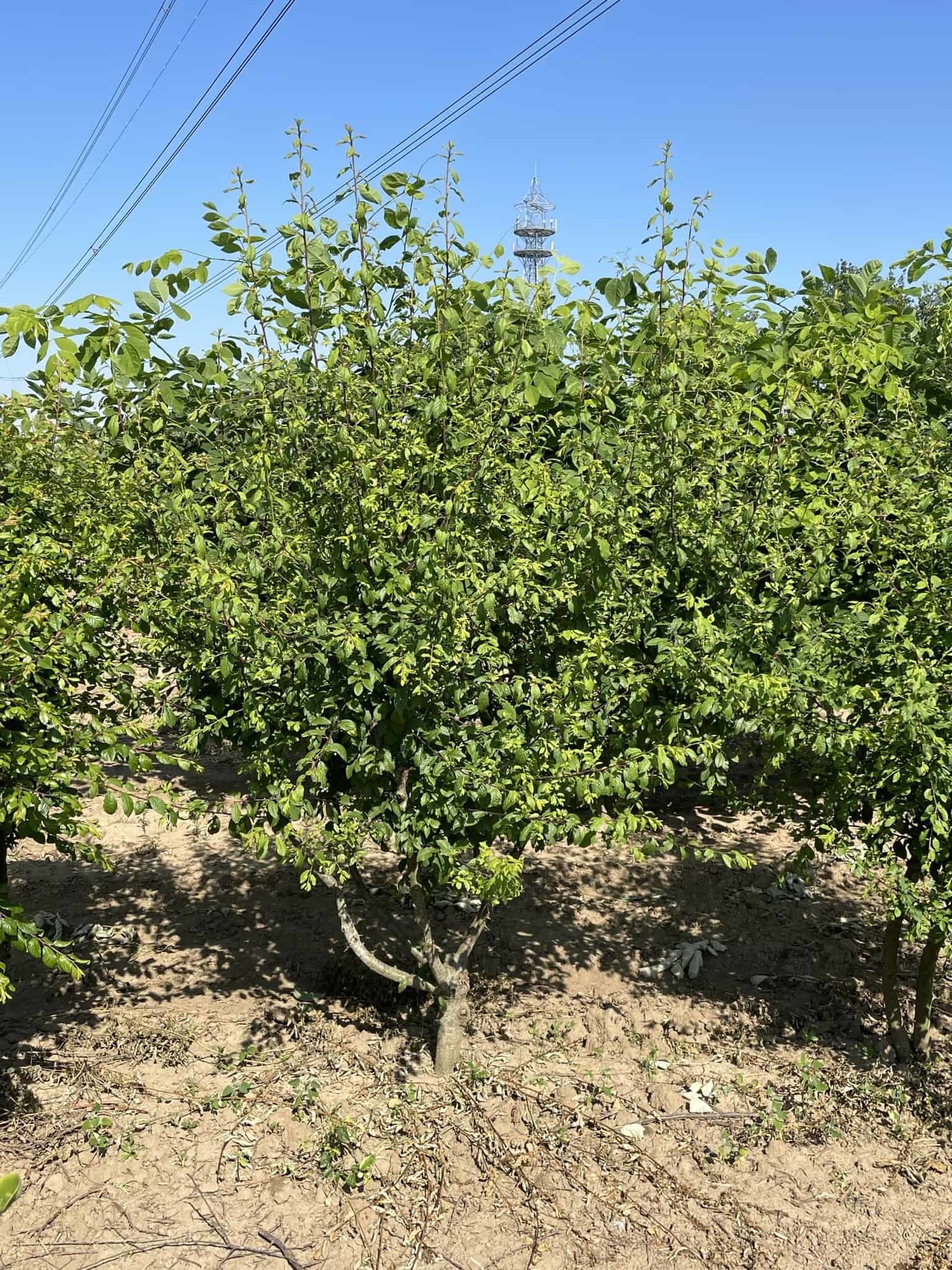 Schwarzdorn spinosa Mehrstämmig | Prunus spinosa von Venovi GmbH