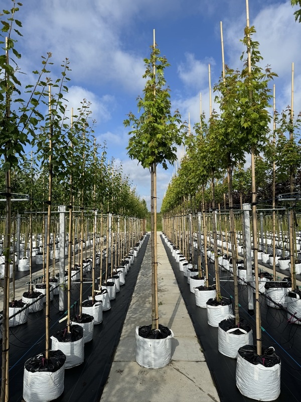 Silberahorn 'Pyramidale' | Acer saccharinum 'Pyramidale' von Venovi GmbH