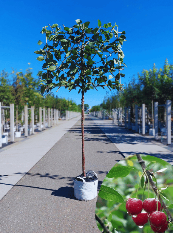 Süßkirsche 'Hedelfinger Riesenkirsche' - Spalierbaum | Prunus 'Hedelfinger Riesenkirsche' von Venovi GmbH