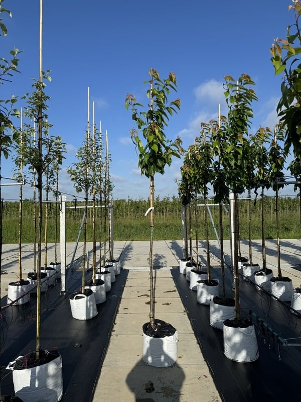 Süßkirsche 'Van' | Prunus avium 'Van' von Venovi GmbH