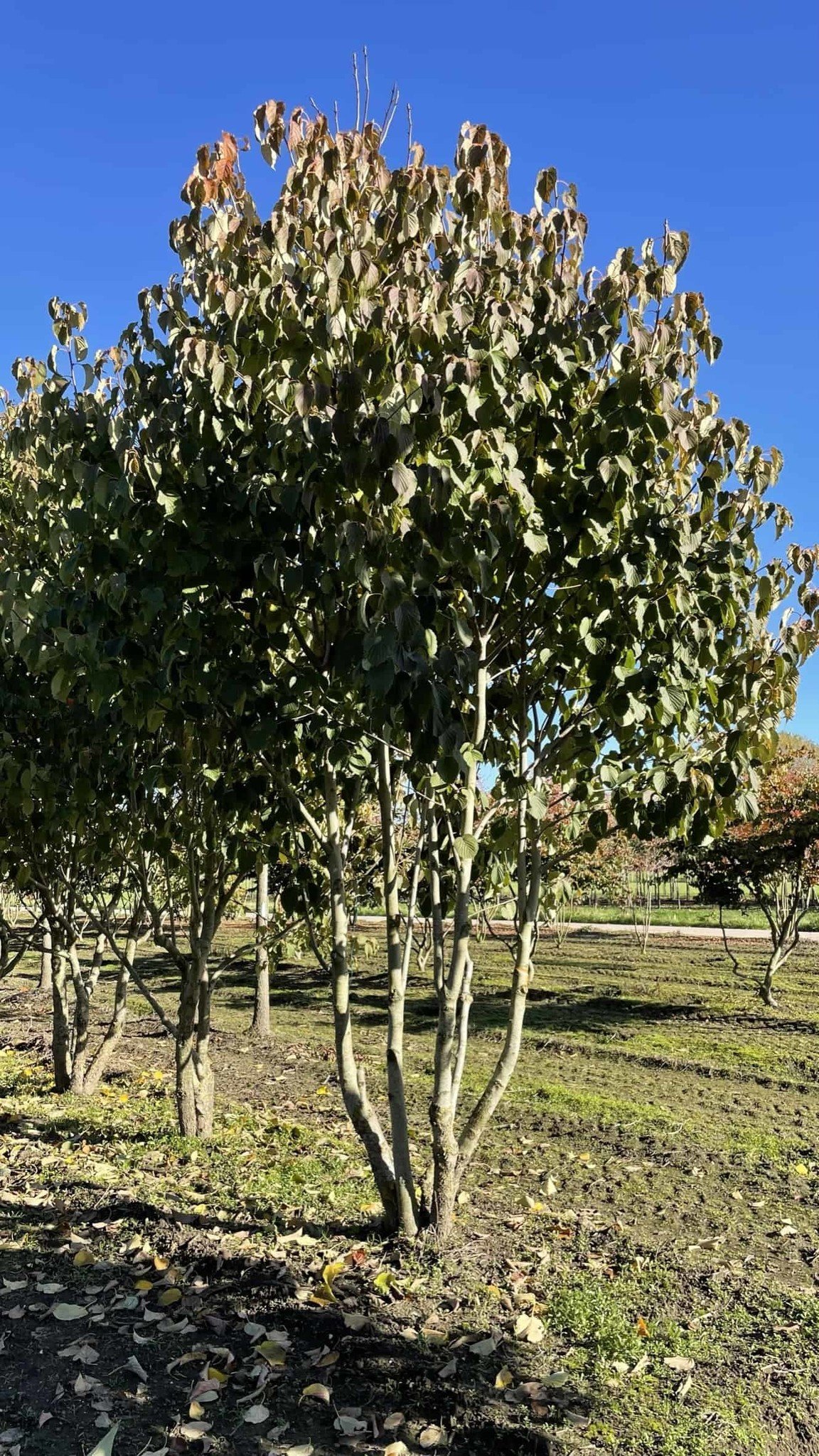 Taschentuchbaum Mehrstämmig | Davidia involucrata von Venovi GmbH