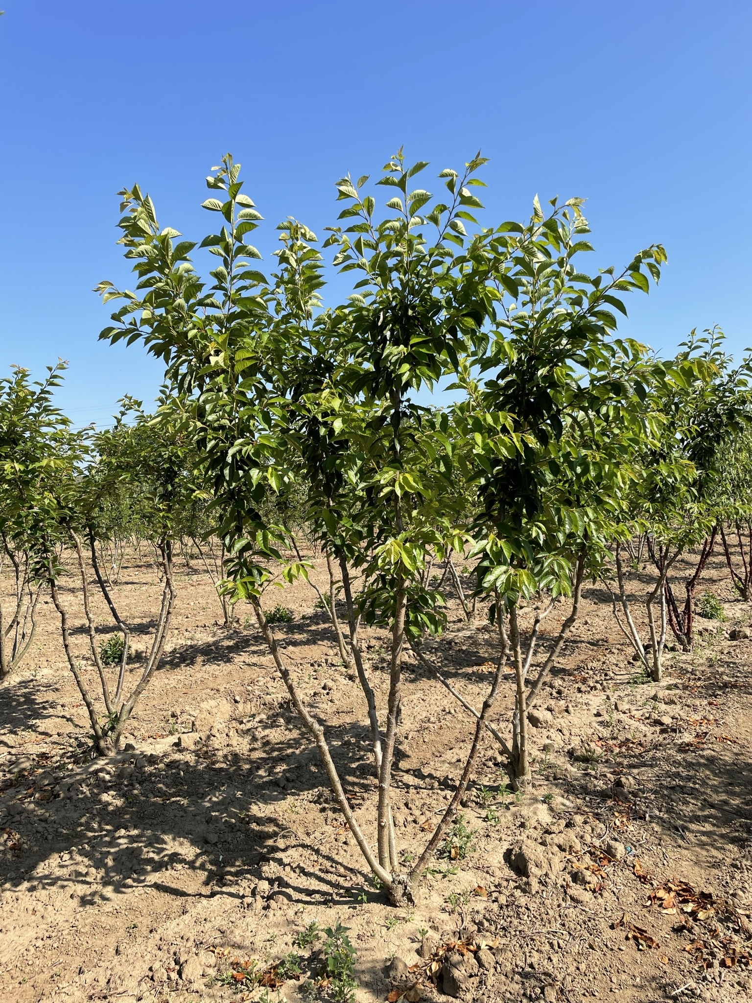 Tokio Kirsche - Mehrstämmig | Prunus yedoensis von Venovi GmbH