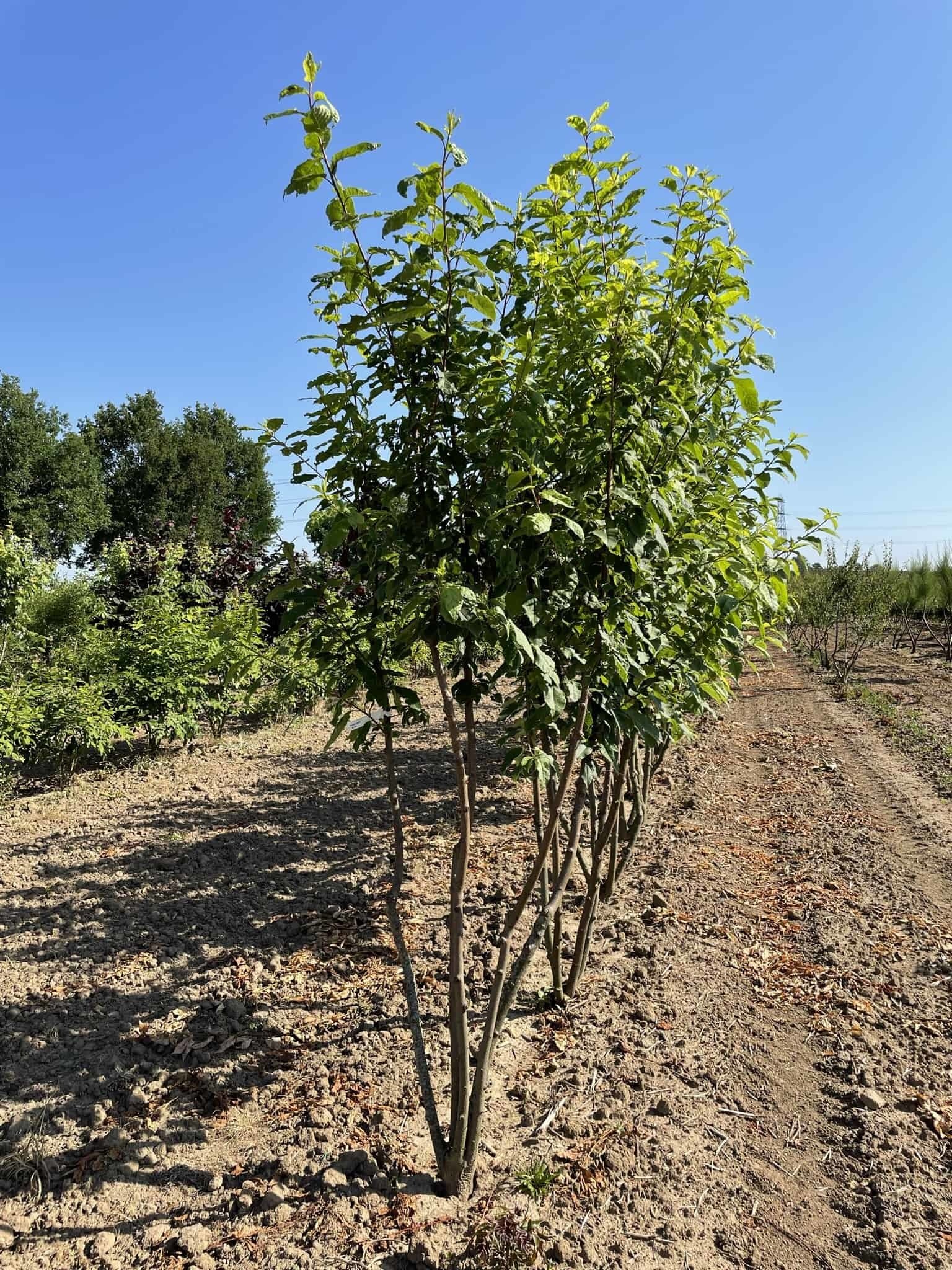 Traubenkirsche Mehrstämmig | Prunus padus von Venovi GmbH