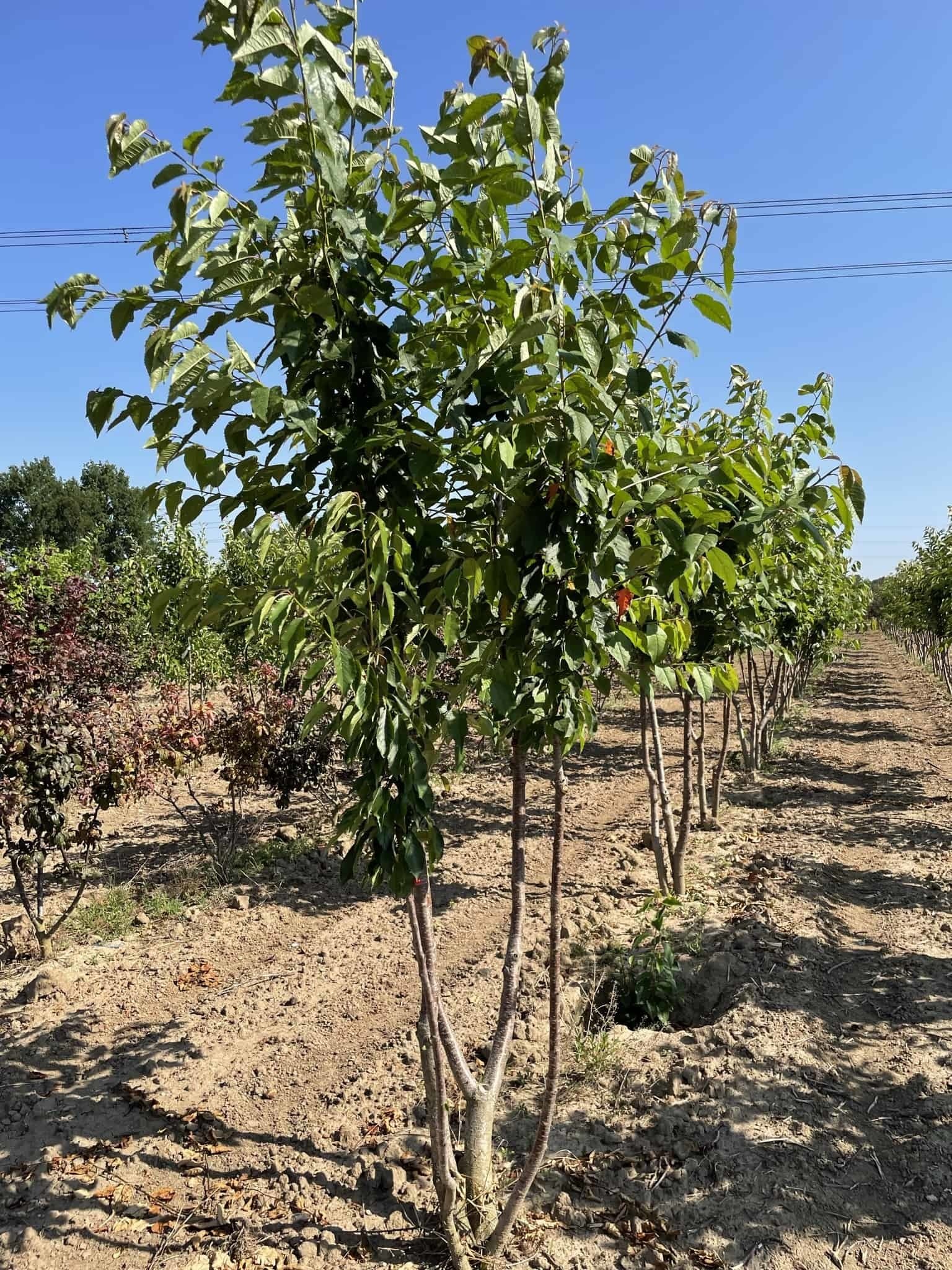 Vogelkirsche Strauch Mehrstämmig | Prunus avium von Venovi GmbH