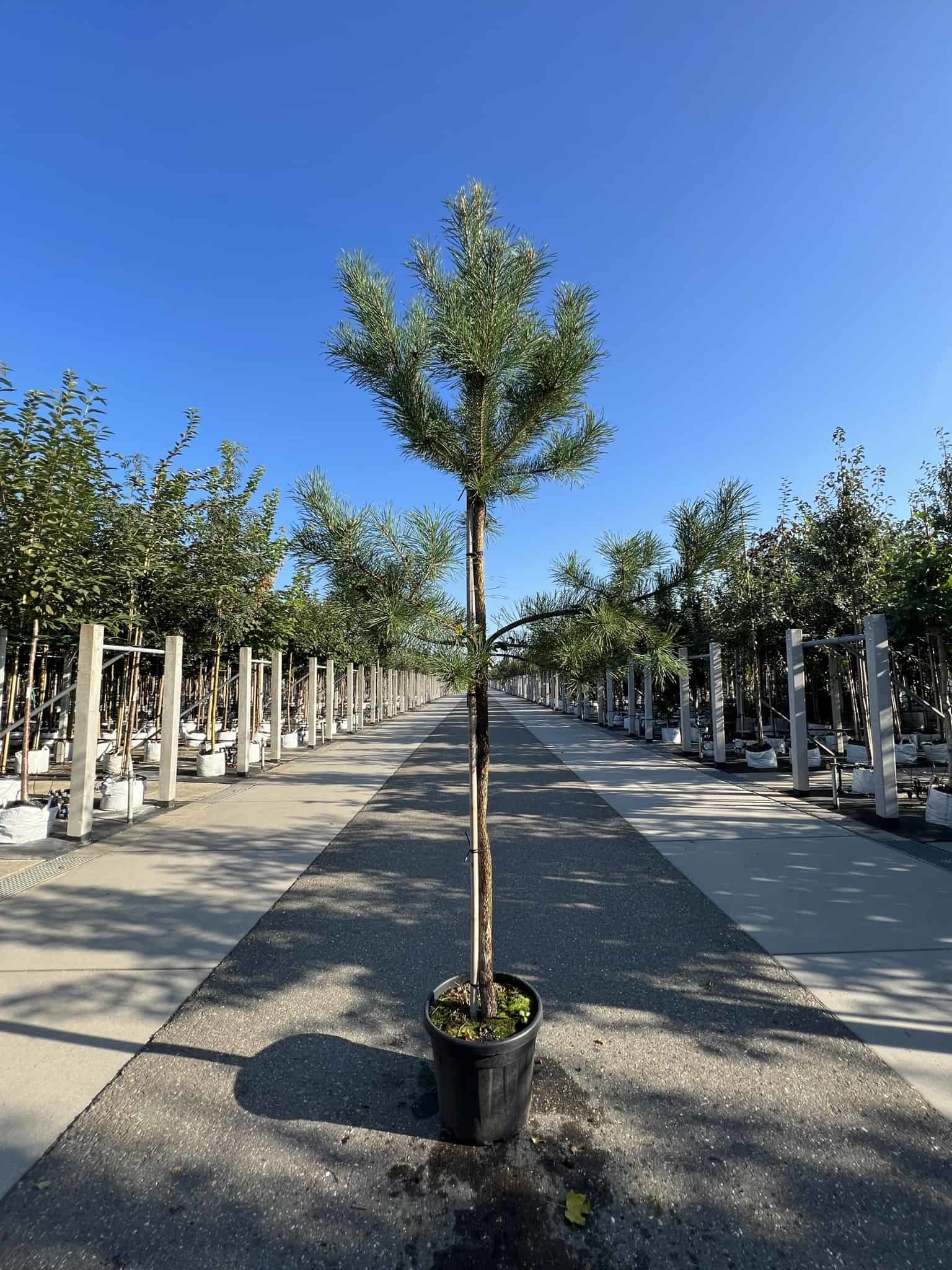 Waldkiefer Hochstamm | Pinus sylvestris von Venovi GmbH