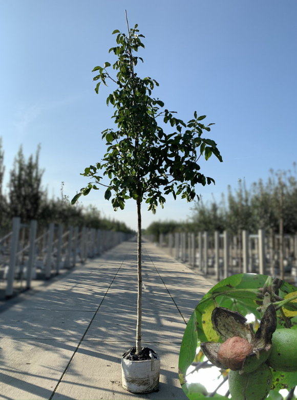 Walnussbaum 'Broadview' | Juglans regia 'Broadview' von Venovi GmbH