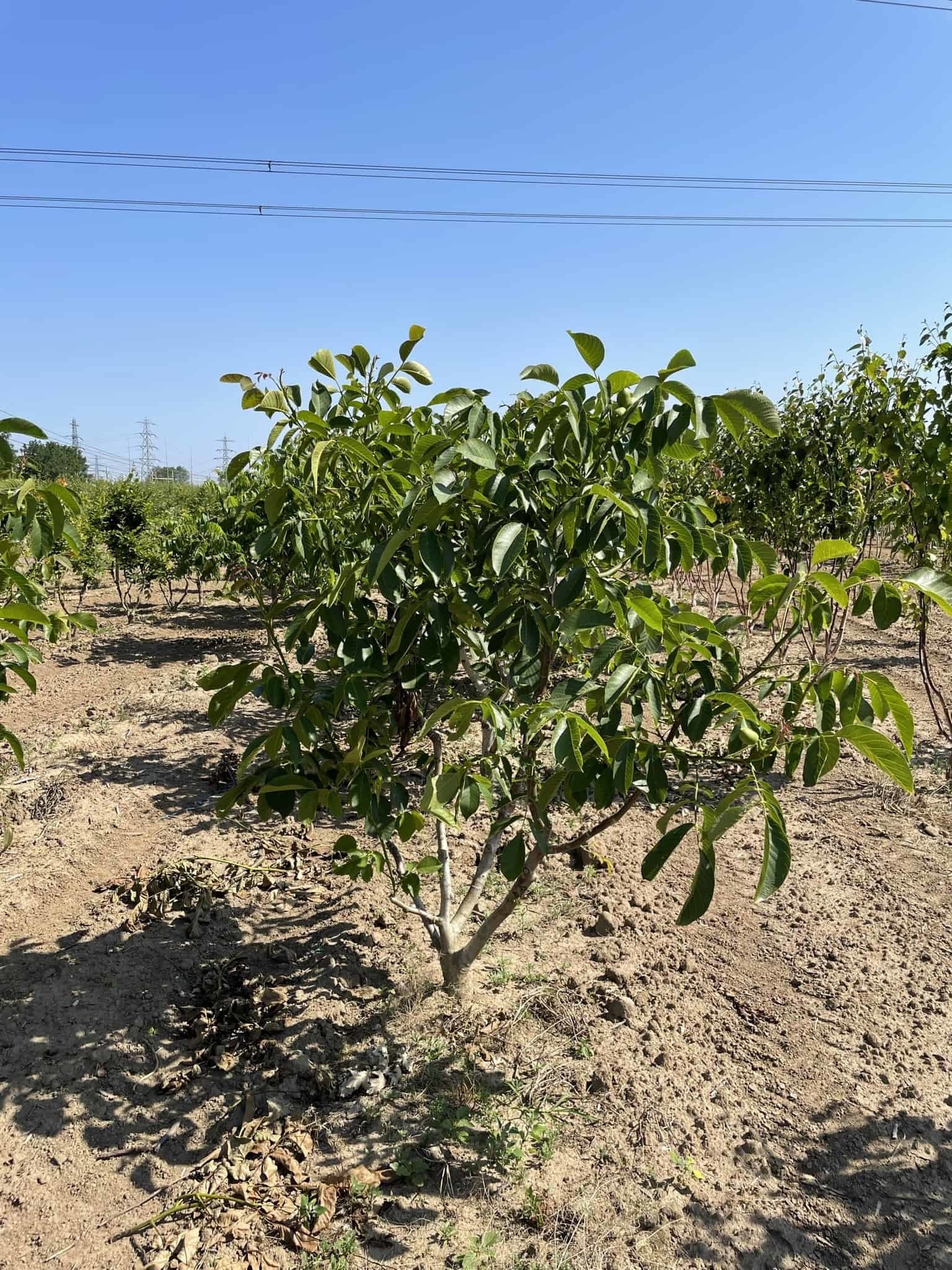 Walnussbaum 'Broadview' - Mehrstämmig | Juglans regia 'Broadview' von Venovi GmbH