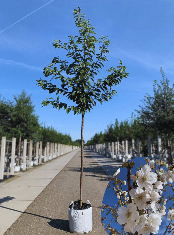 Weiße Zierkirsche 'Taihaku' | Prunus serrulata 'Taihaku' von Venovi GmbH