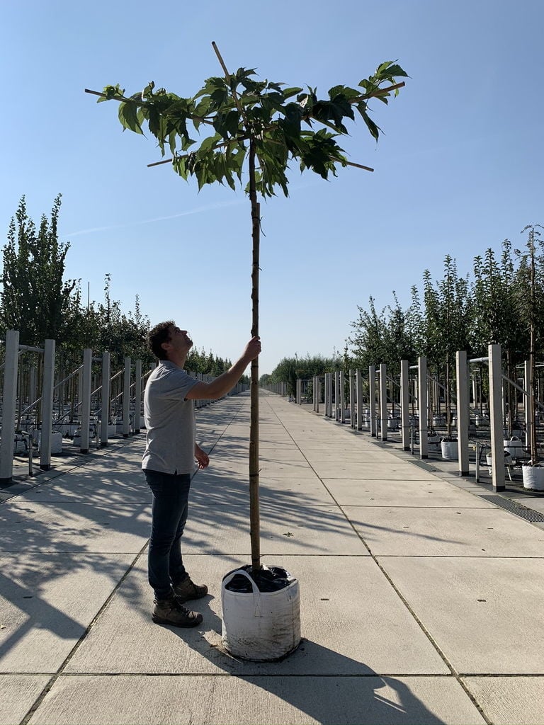 Weißer Maulbeerbaum 'Macrophylla' - Dachbaum | Morus alba 'Macrophylla' von Venovi GmbH