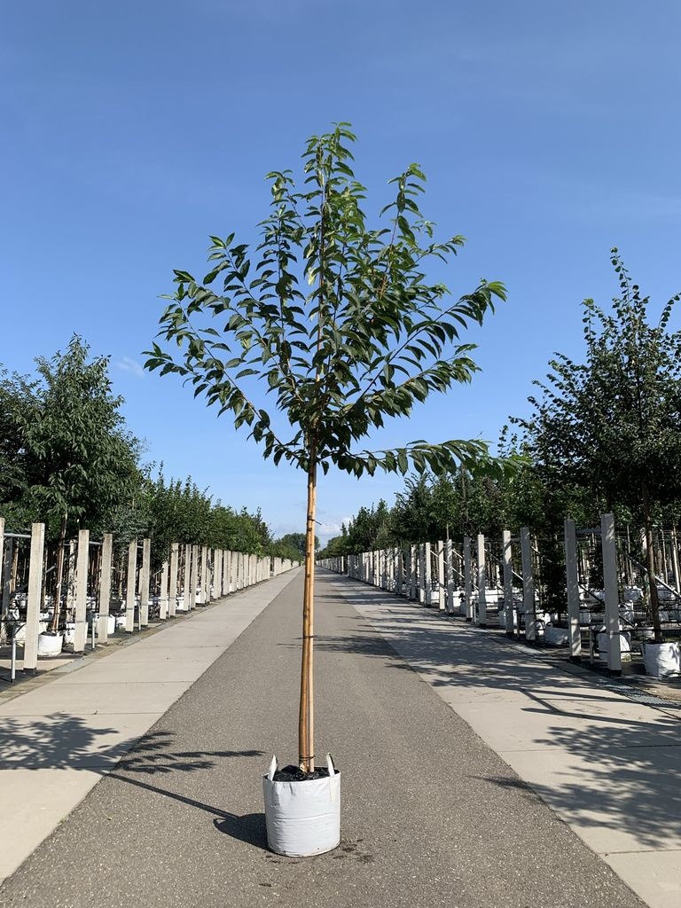 Wildkirschenbaum - Amur-Kirsche | Prunus maackii von Venovi GmbH