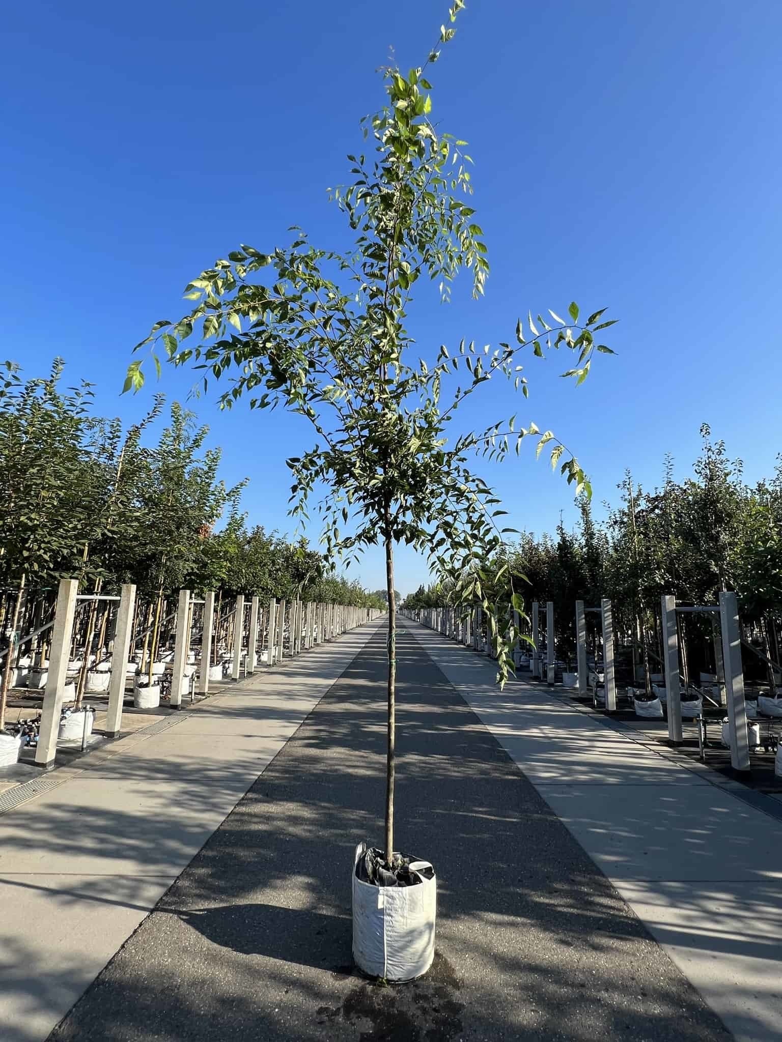 Zelkove 'Green Vase' | Zelkova serrata 'Green Vase' von Venovi GmbH