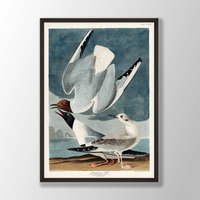 Vintage Audubon Vogel Druck - Bonapartian Möwe Druck, Wandkunst, Küstenvogel, Dekor, Drucke, Vogelliebhaber Geschenk von VenusseArt