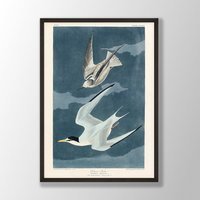 Vintage Audubon Vogel Druck - Kleiner Seeschwalbe Druck, Wandkunst, Küstenvogel, Dekor, Vögel Von Amerika, Vogel-Liebhaber-Geschenk von VenusseArt