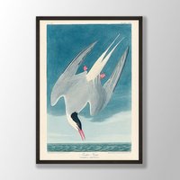 Vintage Audubon Vogel Druck - Küstenseeschwalbe Druck, Wandkunst, Küstenvogel, Dekor, Drucke, Geschenk Für Vogelliebhaber von VenusseArt