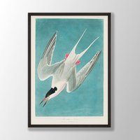 Vintage Audubon Vogel Druck - Rosenseeschwalbe Druck, Wandkunst, Küstenvogel, Dekor, Vögel Von Amerika, Liebhaber Geschenk von VenusseArt