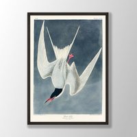 Vintage Audubon Vogel Druck - Seeschwalbe Druck, Wandkunst, Küstenvogel, Dekor, Vögel Von Amerika, Vogel-Liebhaber-Geschenk von VenusseArt