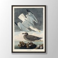 Vintage Audubon Vogel-Druck - Silbermöwe-Druck, Vogel-Wand-Kunst, Küstenvogel, Audubon-Vogel-Dekor, Vögel Von Amerika, Vogel-Liebhaber-Geschenk von VenusseArt