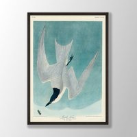 Vintage Audubon Vogel Druck - Sumpfseeschwalbe Druck, Wandkunst, Küstenvogel, Dekor, Vögel Von Amerika, Vogel-Liebhaber-Geschenk von VenusseArt