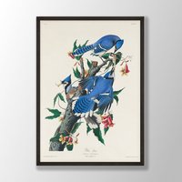 Vintage Blue Jay Vogel Druck - Wandkunst, Küstenvogel, Audubon Dekor, Vögel Von Amerika, Vogelliebhaber Geschenk, Bauernhaus Dekor von VenusseArt