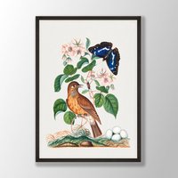 Vintage Vogel Druck - Wandkunst, Küstenvogel, Audubon Dekor, Vögel Von Amerika, Vogelliebhaber Geschenk, Bauernhaus Vogelei von VenusseArt