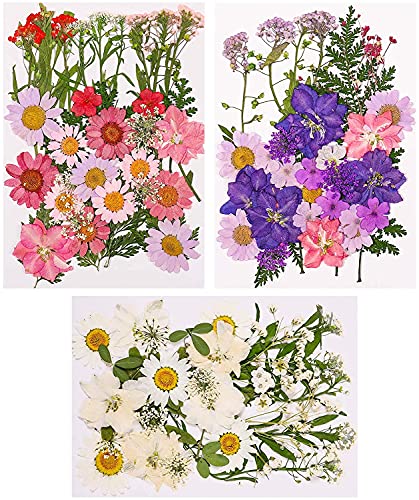 Veraing 105 Stück Natürliche Getrocknete Blumen, DIY Gepresste Blumen Gemischte Getrocknete Blätter Getrocknet Gänseblümchen Gemischt für Kunst Basteln DIY Harz Scrapbooking Handwerk Karten Machen von Veraing