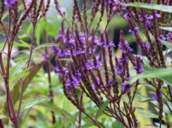 Eisenkraut 'Blue Spires', Verbena hastata 'Blue Spires', Topfware von Verbena hastata 'Blue Spires'